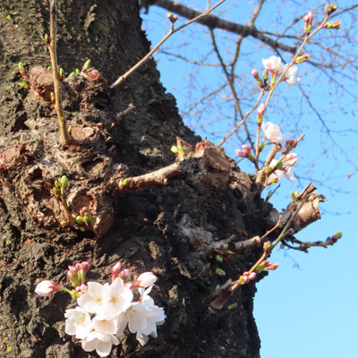 チラホラ咲きの桜