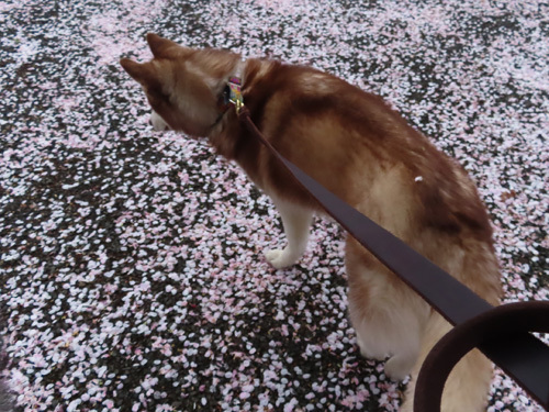 桜と戯れるハスキー　マドレーヌ