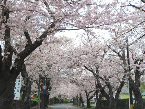 伊豆高原の桜トンネル