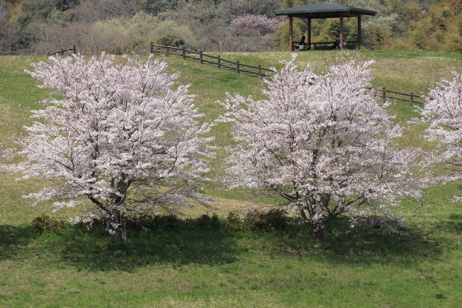 芝生が張られた土手に見頃となった桜並木の一部が写っており、木目調の手すりと東屋には休憩している人がいる。