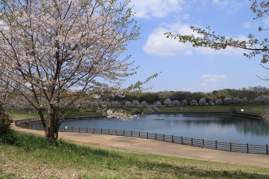 公園の丸い形の調整池が中央に写っておりそれを取り囲む形で木目調の手すりと遊歩道がある。同じように池の周りには芝生が張られていて見頃となった桜並木がある。桜の木から花弁が舞っている。背後の青空には白い雲が所々に浮かんでいる画像