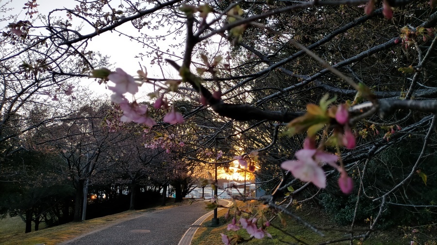 花の咲き始めた河津桜の桜並木と公園の遊歩道の先に見える昇ったばかりの朝日の画像