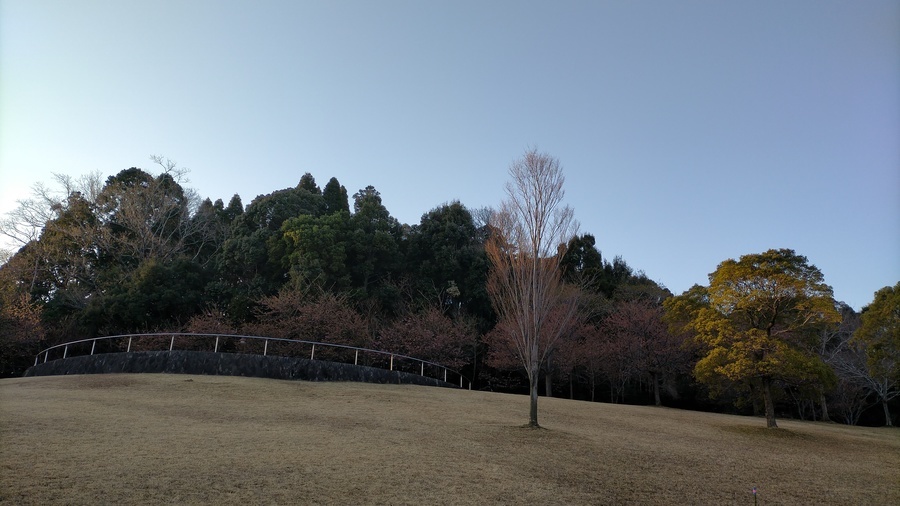 公園の木々と河津桜と早朝の青空の画像