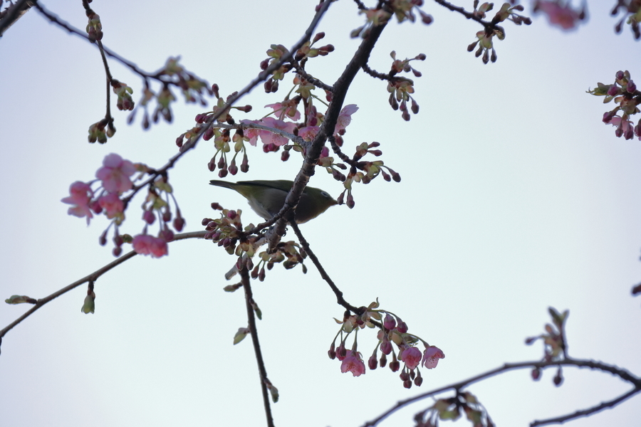花の咲き始めたまだ蕾の多い河津桜の枝に止まる1羽のメジロと朝のグレーの空の画像