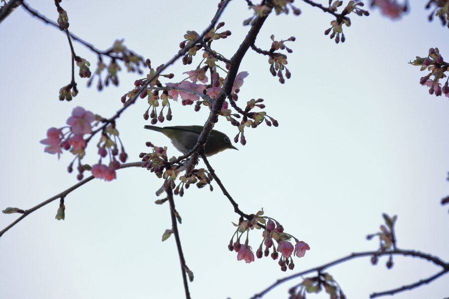 花の咲き始めたまだ蕾の多い河津桜の枝に止まる1羽のメジロと朝のグレーの空の画像