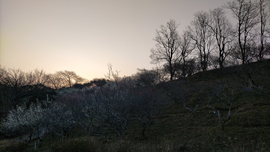 花の咲き始めた梅林と公園の木々と明け方の幻想的な空の画像