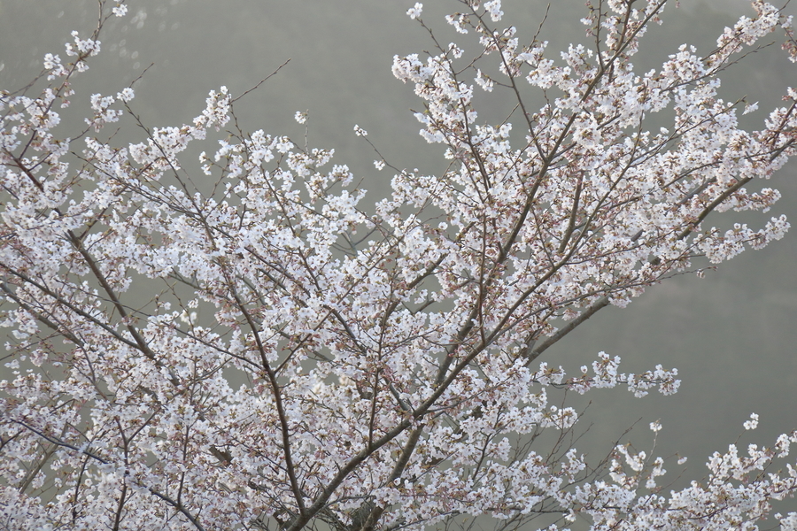 桜の枝に満開になった桜の花が写真全体に写っている。その桜の後は春靄と逆光により白く幻想的な背景になっている。