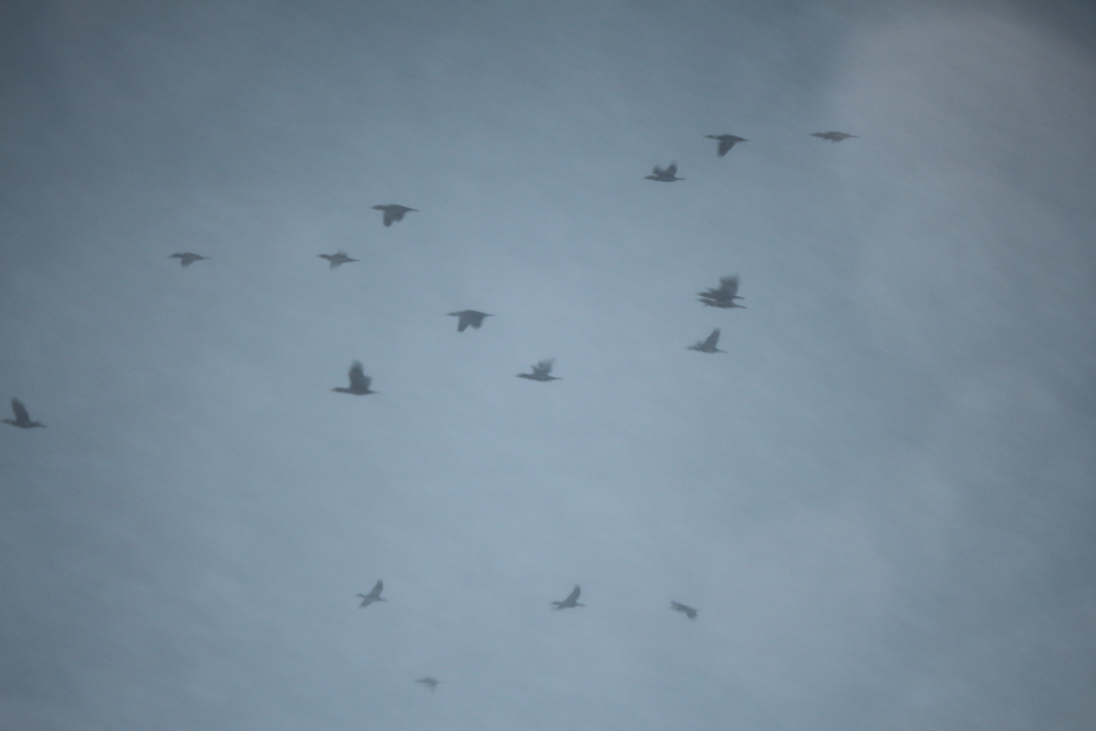降りしきる雪とグレーの空には野鳥の群れが飛んでいる写真