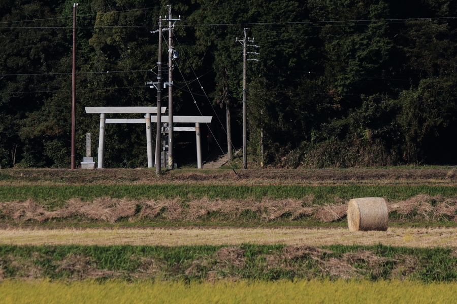 収穫を終えた田んぼに転がる稲わらロールと神社の鳥居と杜の画像