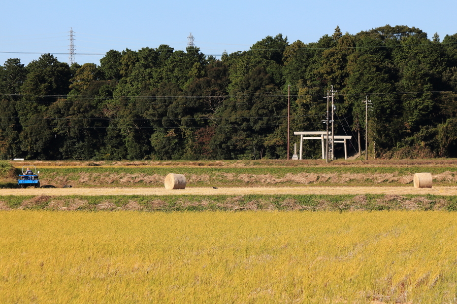 収穫を終えた田んぼに転がる稲わらロールと農作業中のトラクターと神社の鳥居と杜の画像