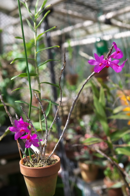 Dendrobium．crepidiferumが花盛り。