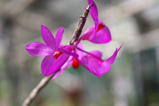 Dendrobium．crepidiferumが花盛り。