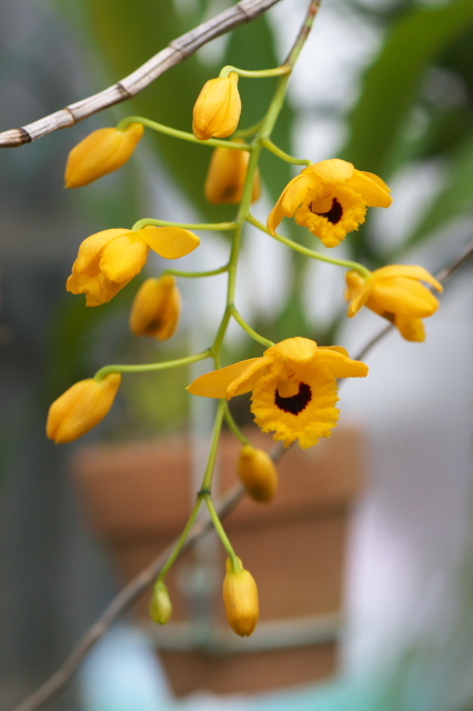 黄色と黒のコントラストが華やかなDendrobium.fimbriatum var. oculatum