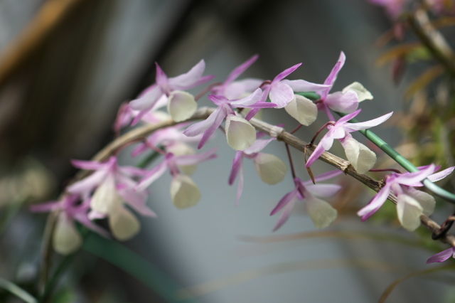 東南アジアの原種ラン・Dendrobium.pierardiiの優しい彩り。