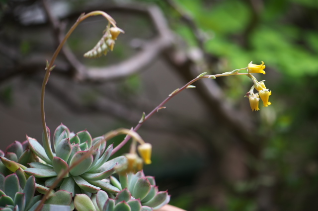 造形の面白い、多肉植物の花・・・Echeveria pulidonis