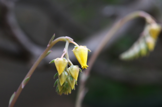 造形の面白い、多肉植物の花・・・Echeveria pulidonis