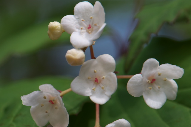 オトコヨウゾメの可愛い花