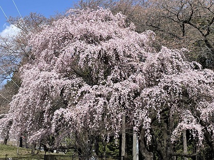 枝垂れ桜が見事！