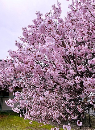 桜咲いてました！