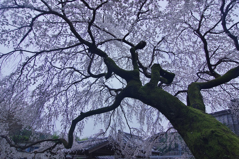 2023年3月24日　地福寺の枝垂れ桜 (3)