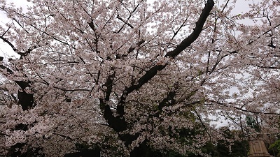 上野桜2023032702