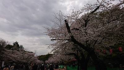 上野桜2023032703