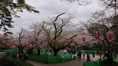 上野桜20230327