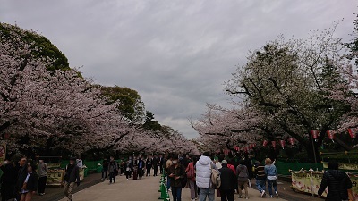上野桜2023032706