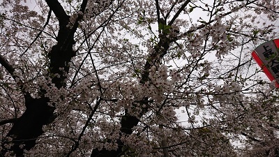 上野桜2023032708