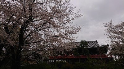 上野桜2023032710