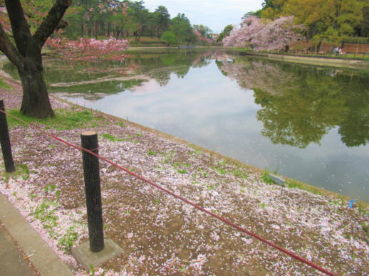 202　　桜(1)
