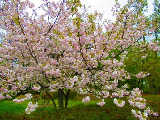 105　　桜(1)