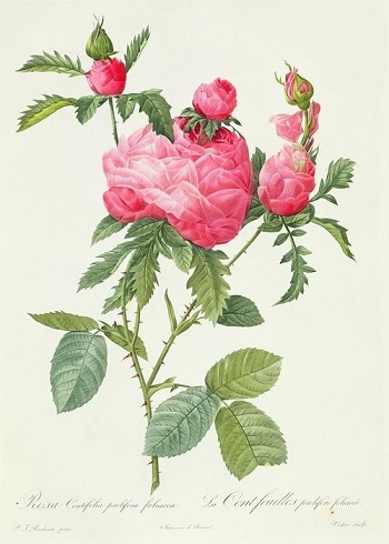 rosa-centifolia-prolifera-foliacea-pierre-joseph-redoute.jpg