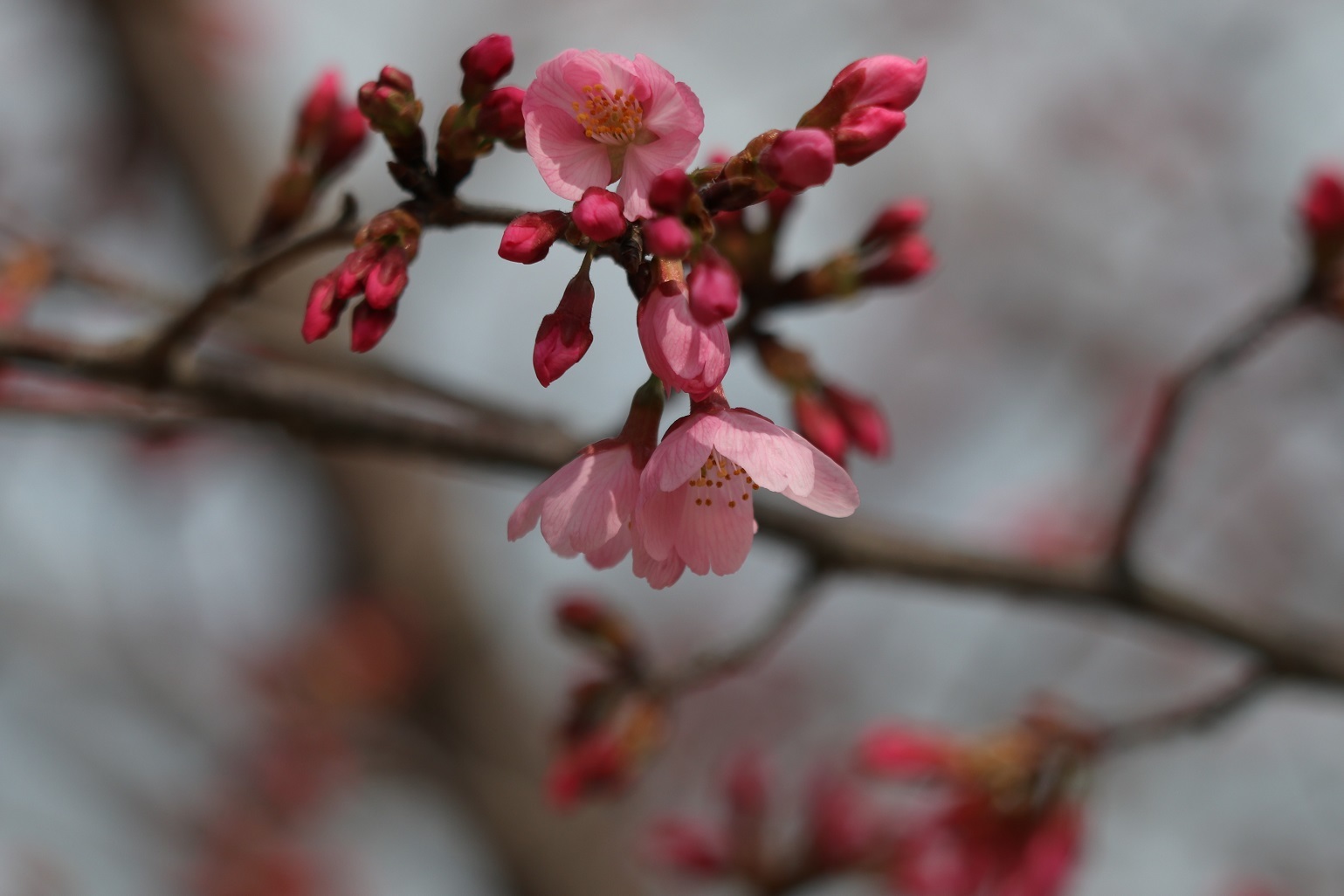 IMG_8183みやび桜