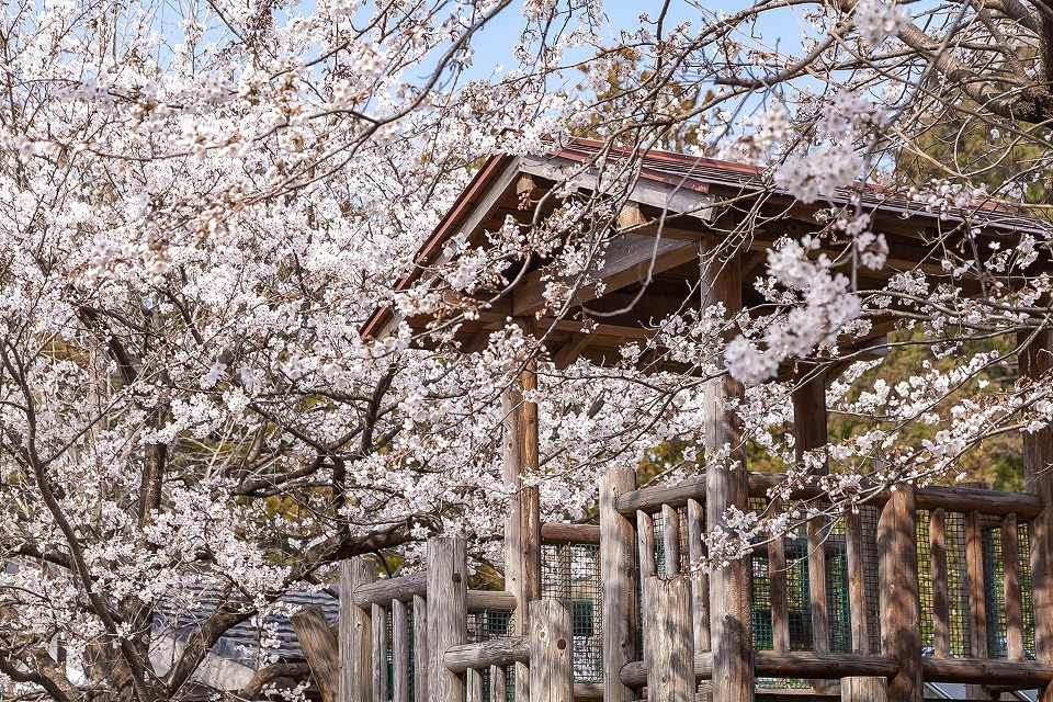大栄寺前の公園の桜