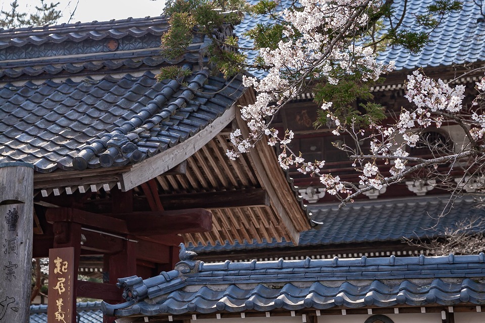 大栄寺前の桜