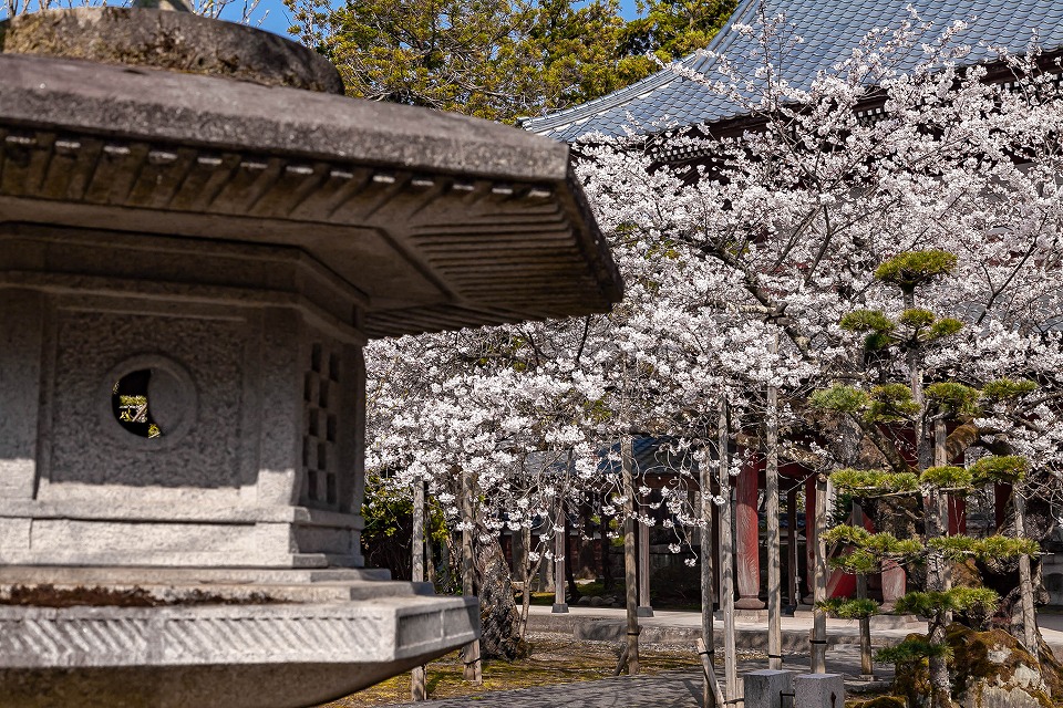 大栄寺石灯籠と桜