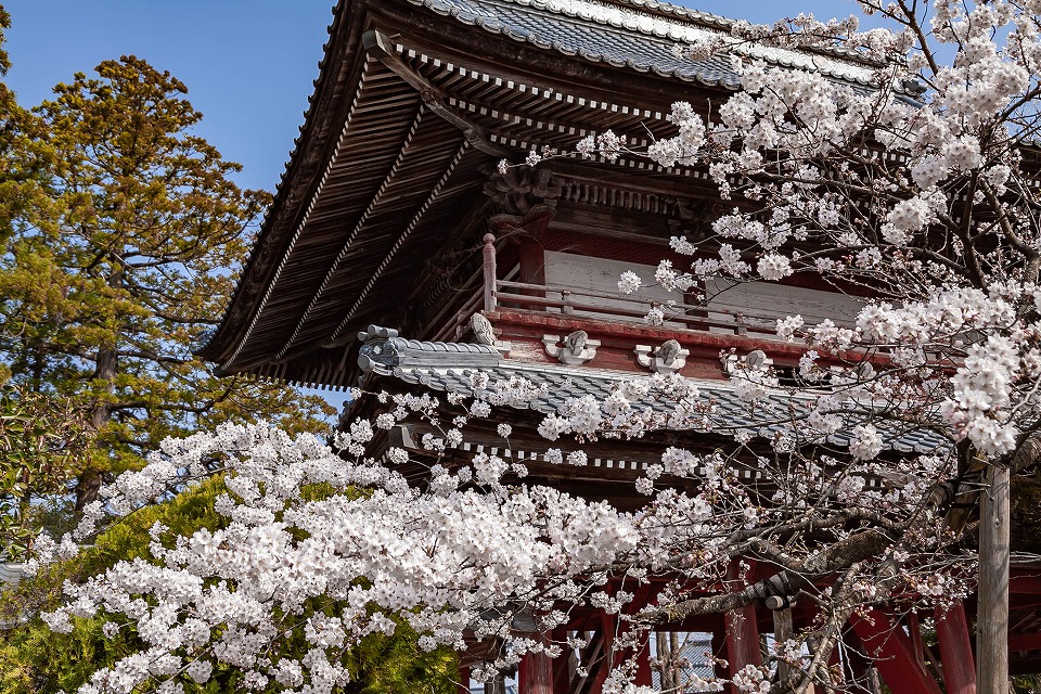 大栄寺山門と桜