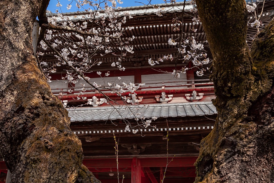 大栄寺山門と桜