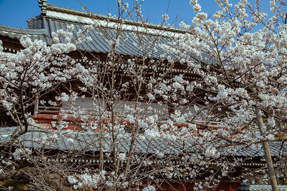 大栄寺山門と開花した桜