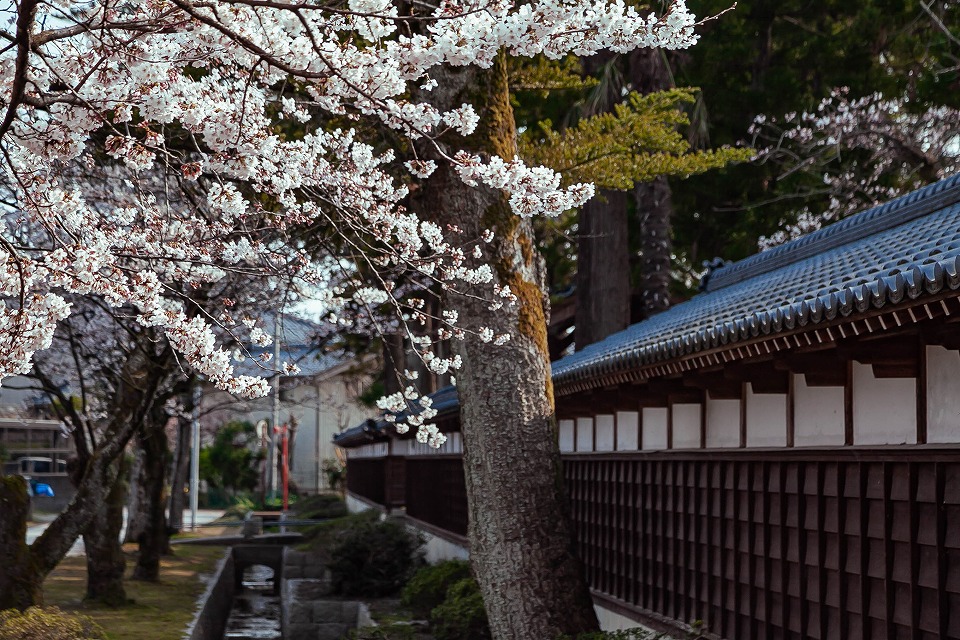 大栄寺の塀前の桜