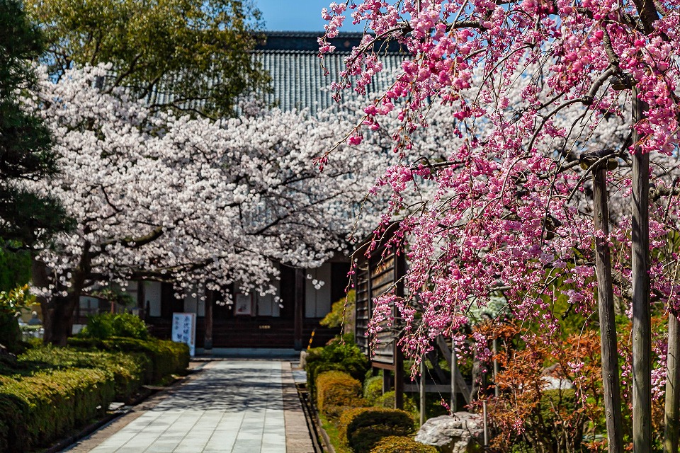 勝楽寺の参道と桜