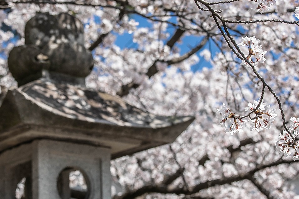 真宗寺の桜と石灯籠