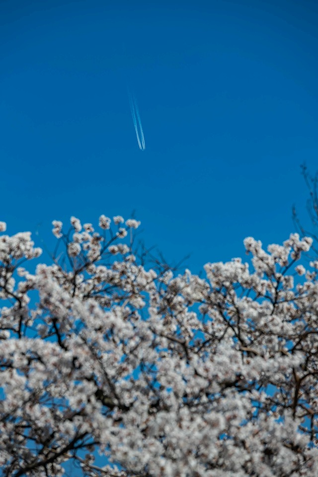 ジェット機、青空、桜