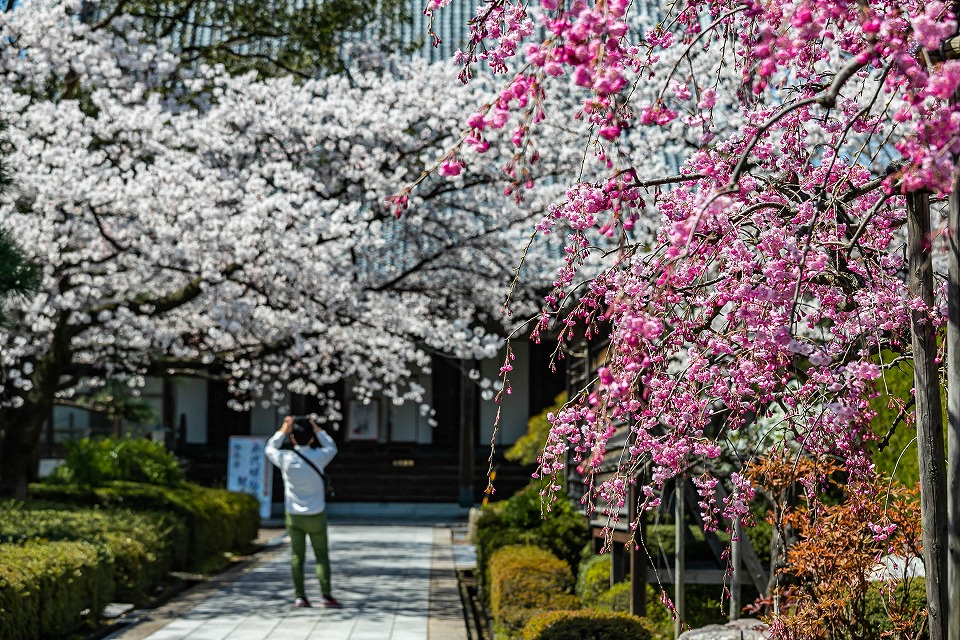 勝楽寺と桜