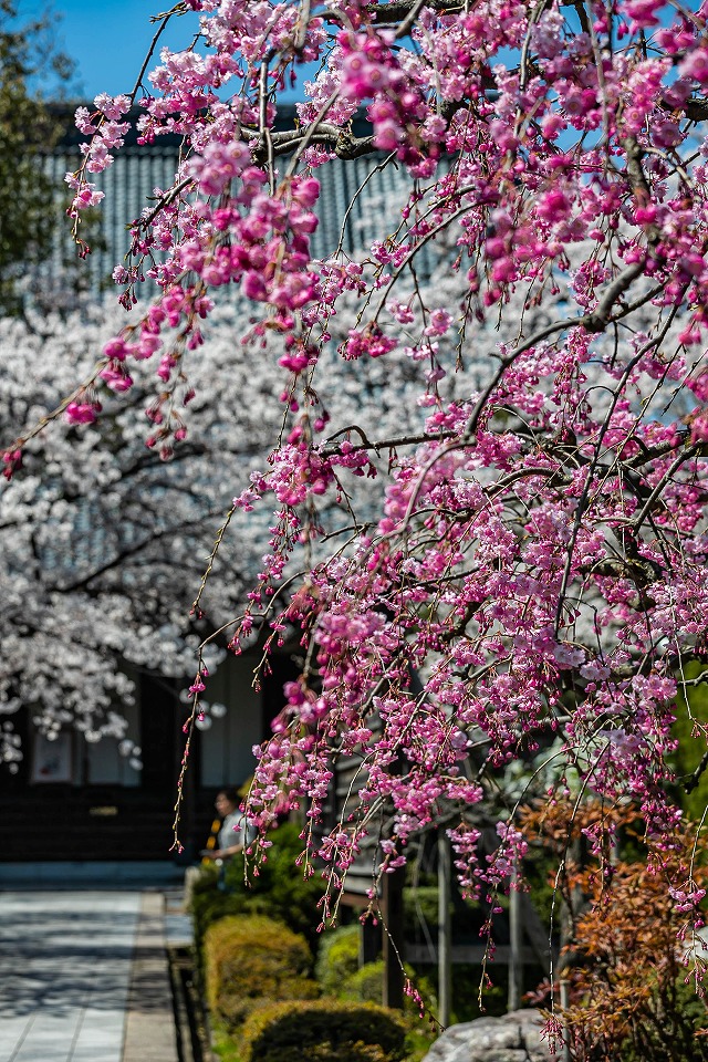 寺町勝楽寺の桜