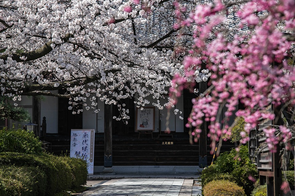寺の桜