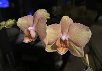 orchid03152301.jpg