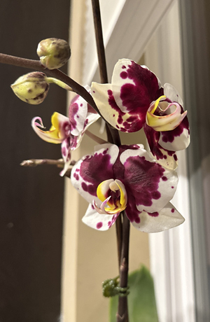 orchid03152302.jpg