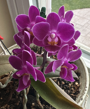orchid042923.jpg